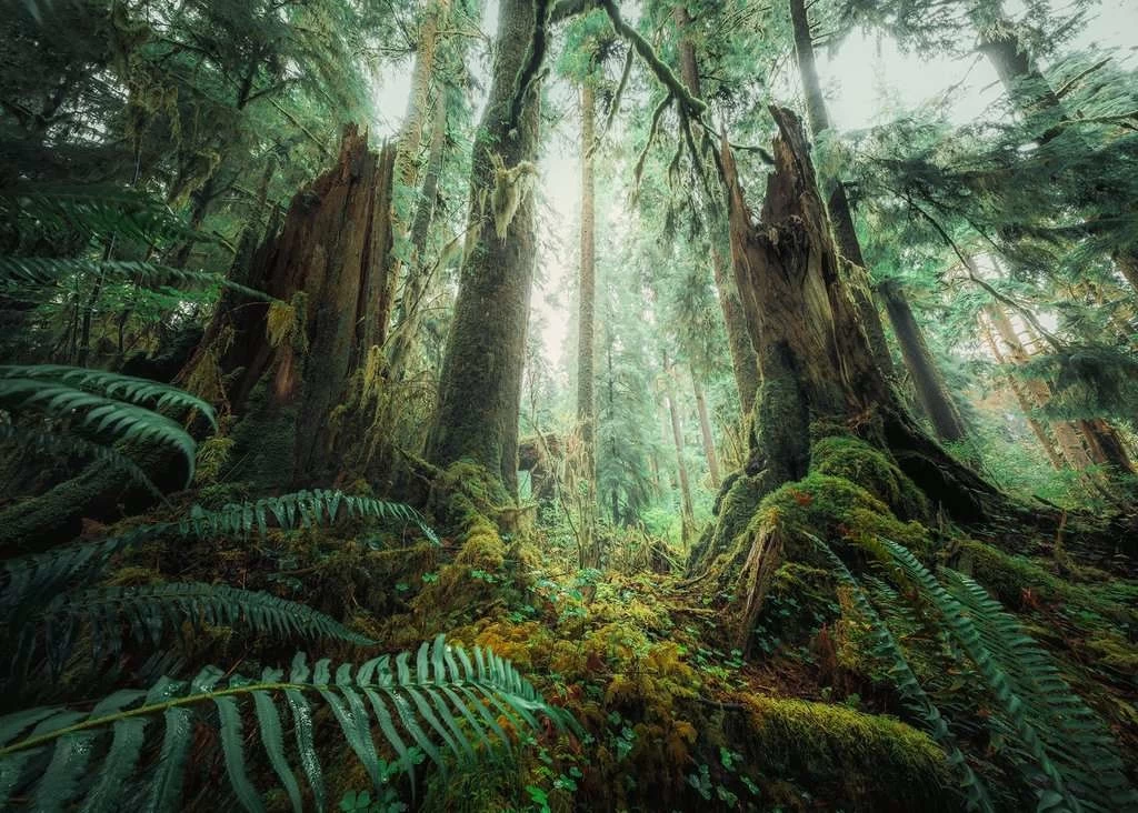 Ravensburger In Het Bos - Nature Edition - Puzzel Van 1000 Stukjes - Afbeelding 2