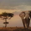 Ravensburger Olifant In Het Masai Mara - Puzzel Van 1000 Stukjes