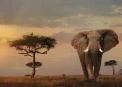 Ravensburger Olifant In Het Masai Mara - Puzzel Van 1000 Stukjes